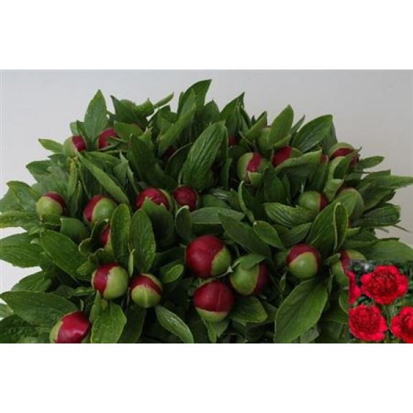 Peonies Red Charm 55cm A1 Col-Red