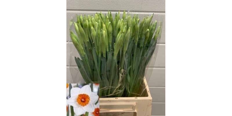 Daffodil - Narcissus G Johan Strauss 45 A1White