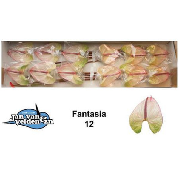 Anthurium Fantasia X12 12cm 12 Col-White