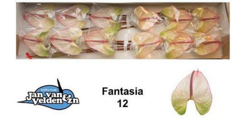 Anthurium Fantasia X12 12cm 12 Col-White