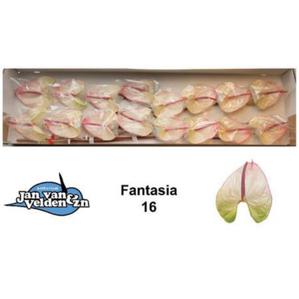 Anthurium Fantasia X16 16cm 16 Col-White