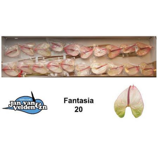 Anthurium Fantasia X20 20 Col-White