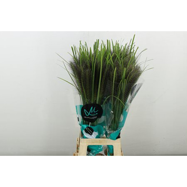 Siergr Pennisetum Black Beauty 80 cm 
