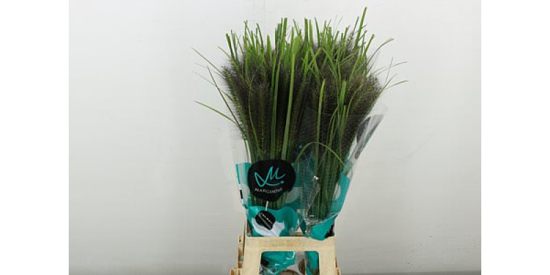 Siergr Pennisetum Black Beauty 80 cm 