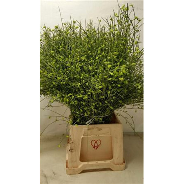 Genista Berries Green 65cm EX