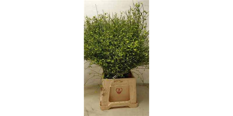 Genista Berries Green 65cm EX