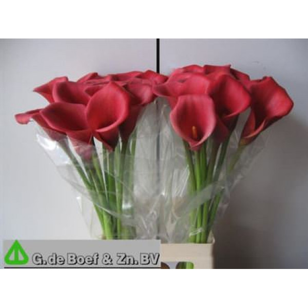 Zanthedeschias (Calla Lilly) Ov Red 60cm A1