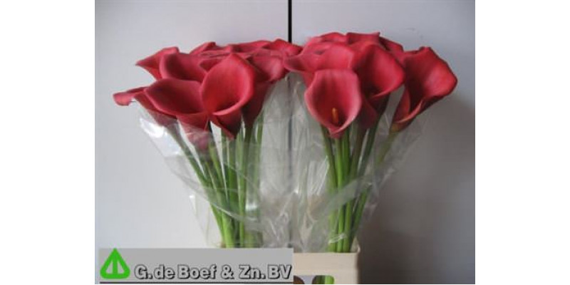 Zanthedeschias (Calla Lilly) Ov Red 60cm A1