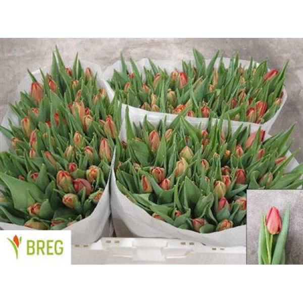 Tulips Du Abba 35cm A1 Col-Pink