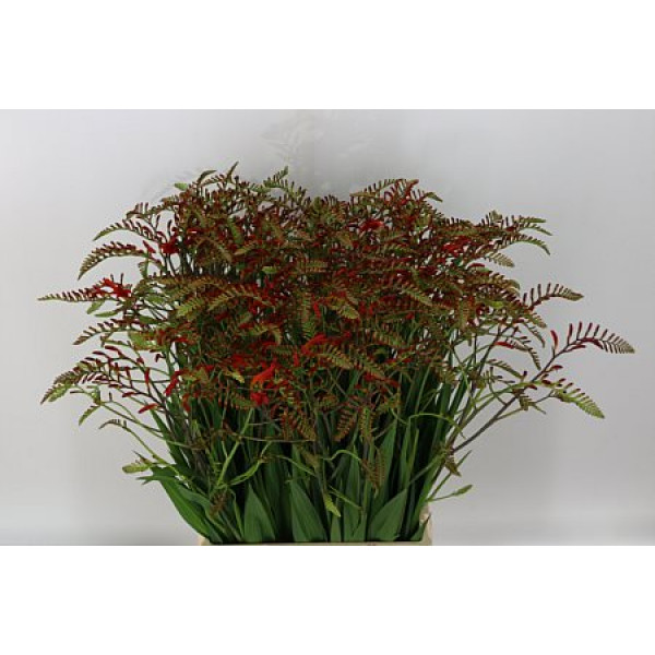 Crocosmia Lucifer 80cm 0