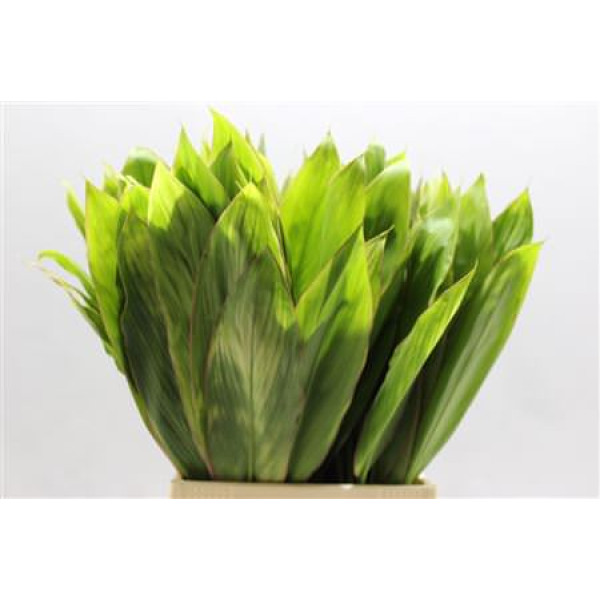 Cordyline Green 55 Cm 55 cm A1 Cordyline Green 55 Cm 55 cm A1
