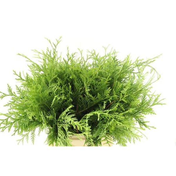 Conifeer Green 60cm A1