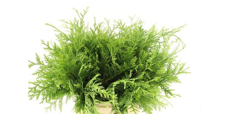 Conifeer Green 60cm A1