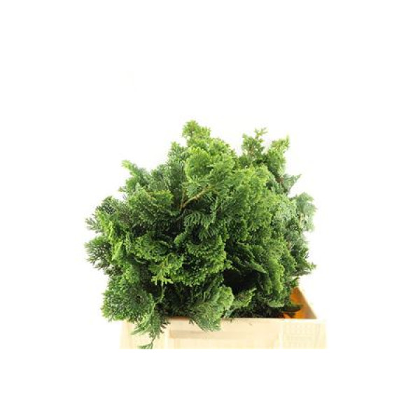 Conifeer Nana Gracillis  