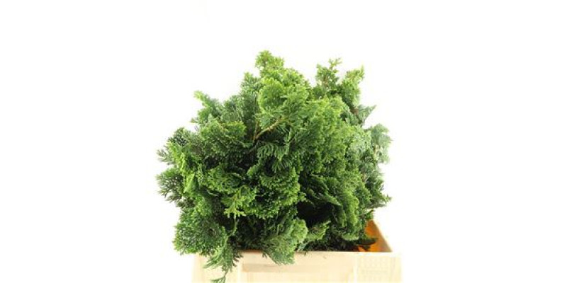 Conifeer Nana Gracillis  