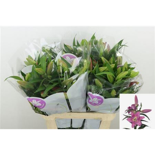 Lillys Or Pink 5-Plus 95cm A1