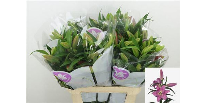 Lillys Or Pink 5-Plus 95cm A1