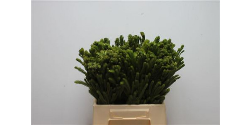 Kaaps Brunia Albiflora Green 40cm A1