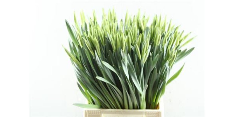 Daffodil - Narcissus Dutch Master 48 cm 