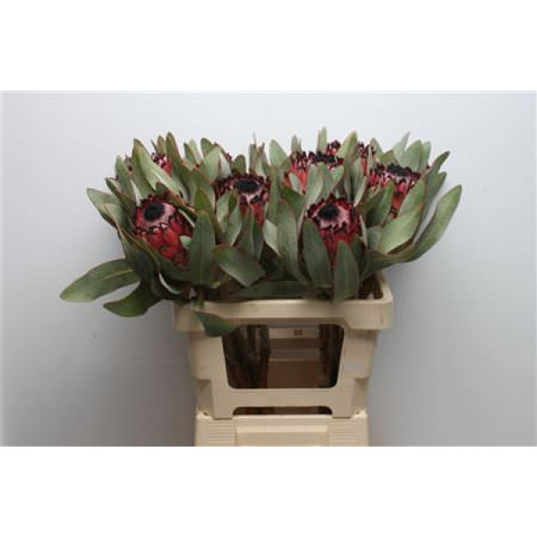 Protea Barb Ruby Princess 60cm A1