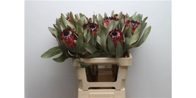 Protea Barb Ruby Princess 60cm A1