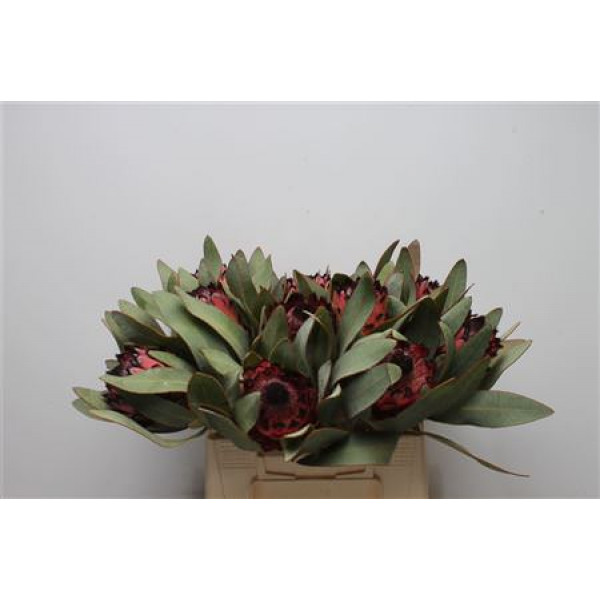 Protea Barb Ruby Princess 40cm A1