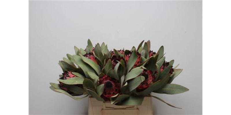 Protea Barb Ruby Princess 40cm A1