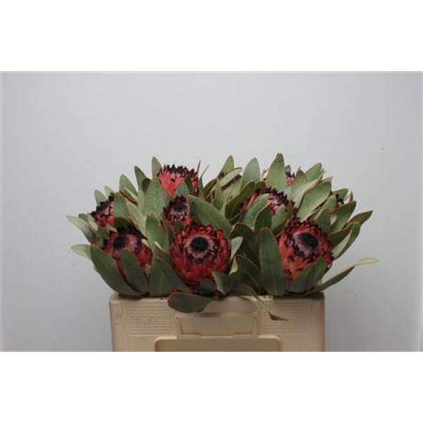 Protea Barb Ruby Princess 50cm A1