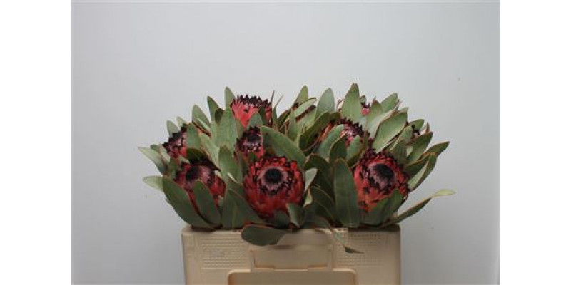 Protea Barb Ruby Princess 50cm A1