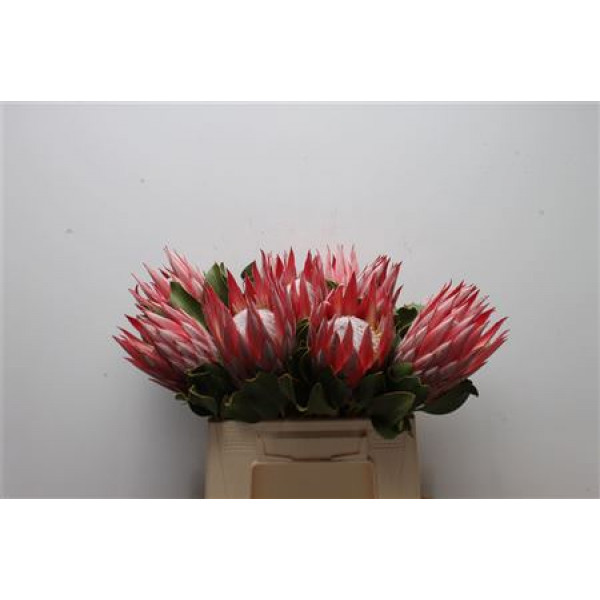 Protea Cynaroides Clare 40cm A1