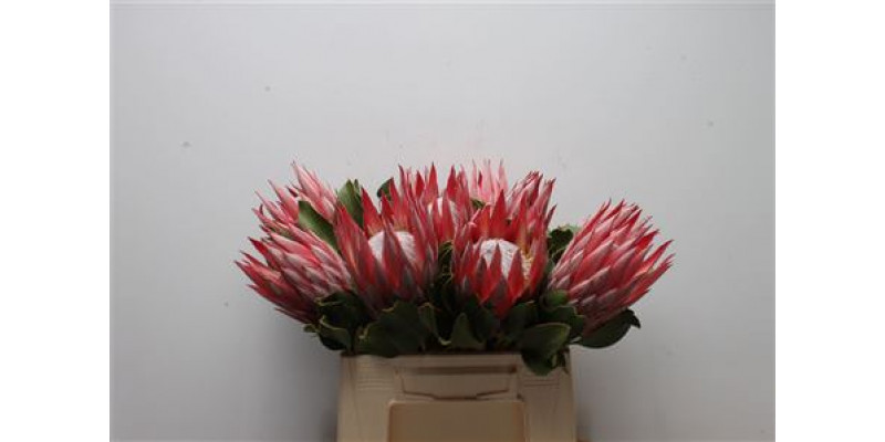 Protea Cynaroides Clare 40cm A1