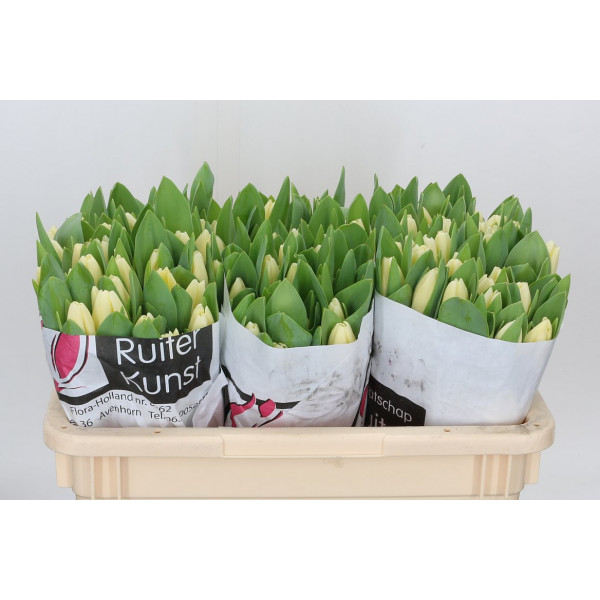 Tulips En Cheers 38 A1Cream