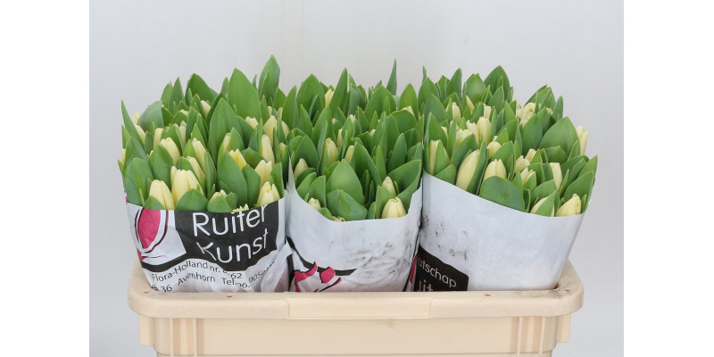 Tulips En Cheers 38 A1Cream