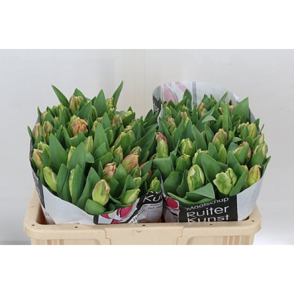 Tulips Pa Libr Parrot 38cm A1