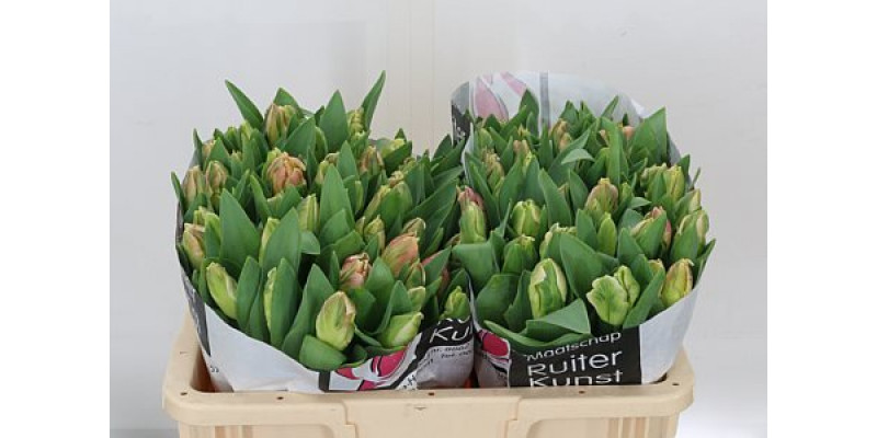 Tulips Pa Libr Parrot 38cm A1