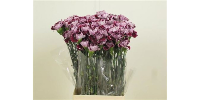 Dianthus St Minerva 70cm A1 Col-Bicolor