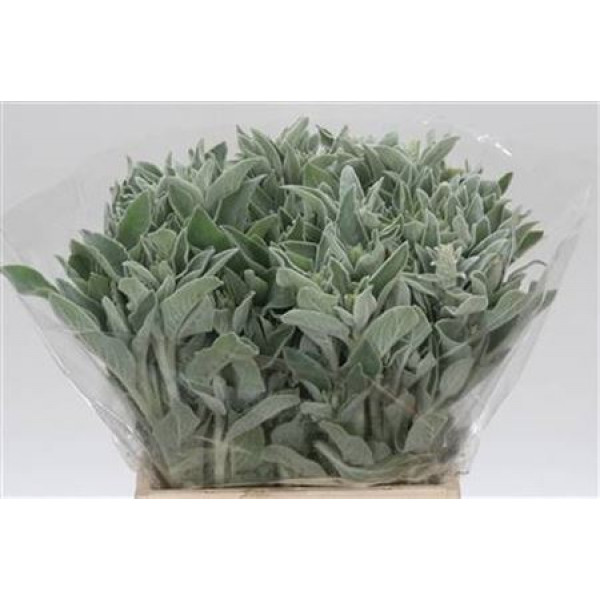 Stachys pBos 50cm 0