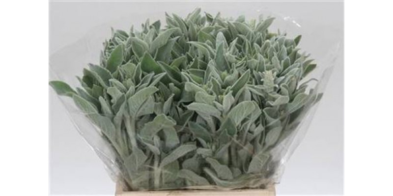 Stachys pBos 50cm 0