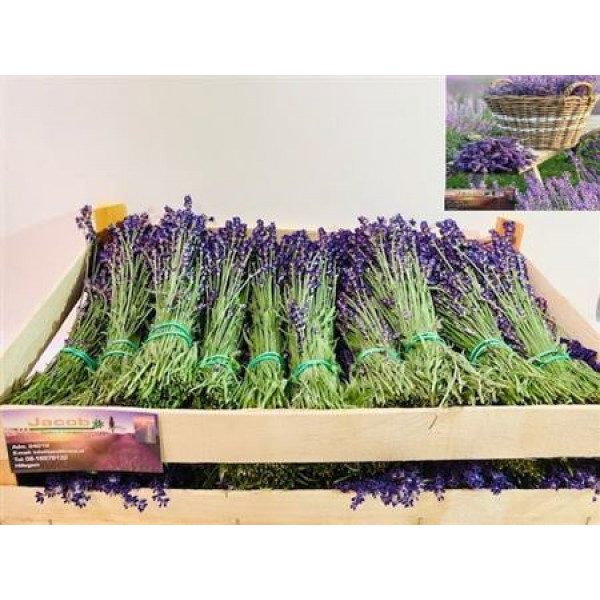 Lavandula Angust Bos 40cm A1