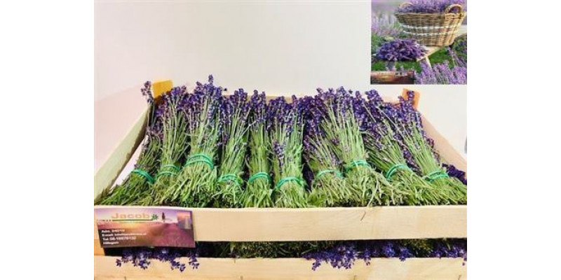 Lavandula Angust Bos 40cm A1