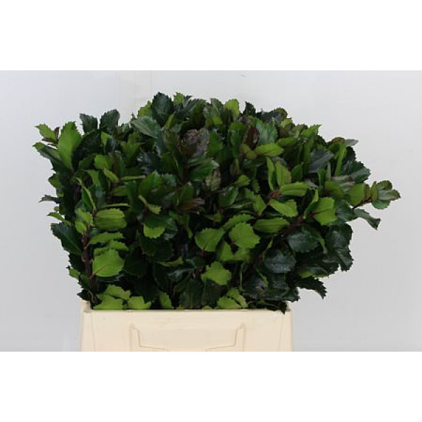 Ilex Bl M Blu Prince 45cm A1