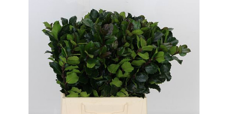 Ilex Bl M Blu Prince 45cm A1