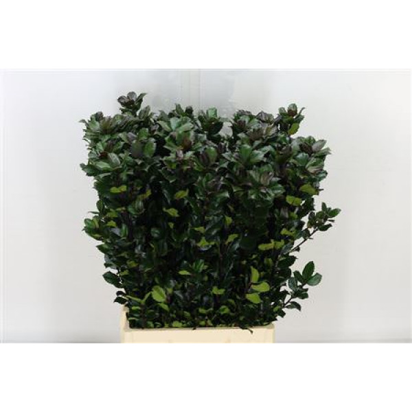 Ilex Bl M Blu Prince 80cm 0