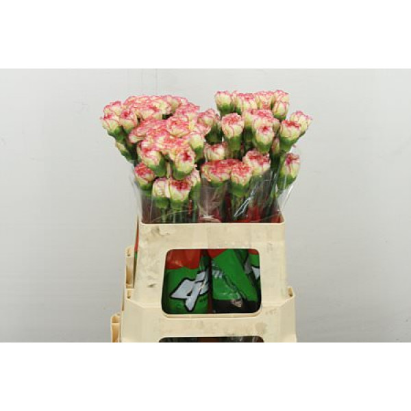 Dianthus .st Tundra (baba) 55 55 cm 