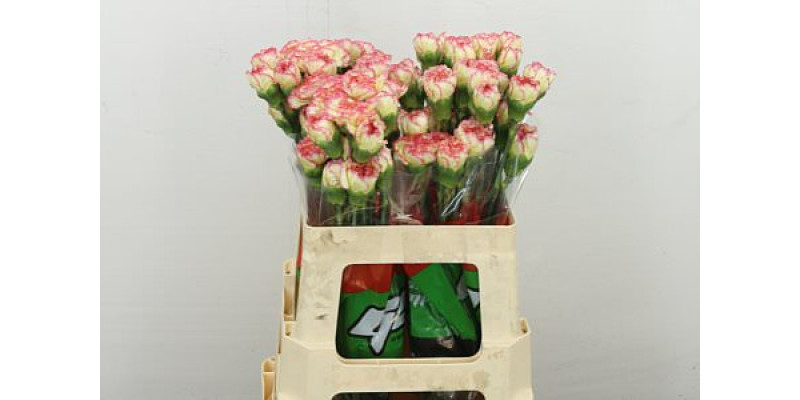 Dianthus .st Tundra (baba) 55 55 cm 