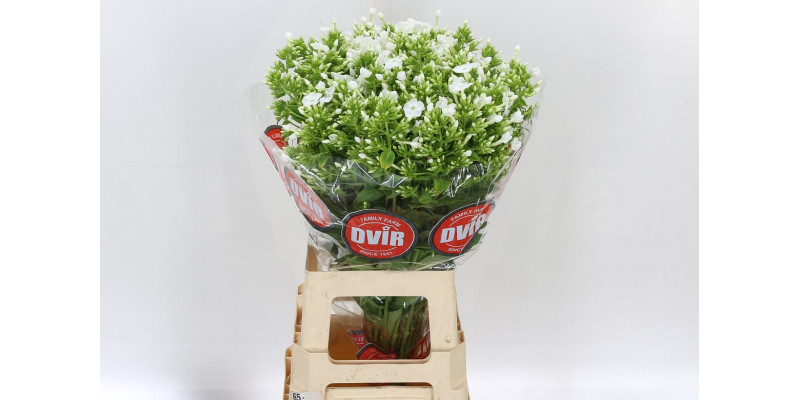 Phlox P Icecap 70cm A1 Col-White