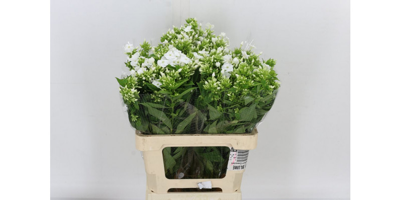 Phlox P Icecap 60cm A1 Col-White