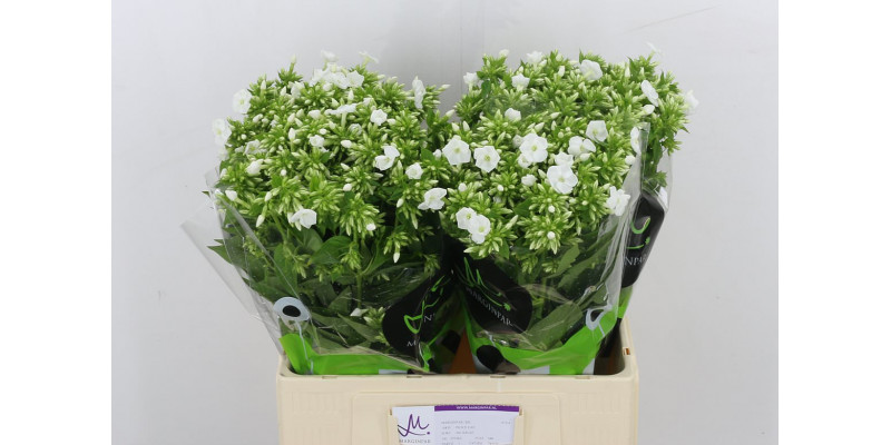 Phlox P Icecap 60 White