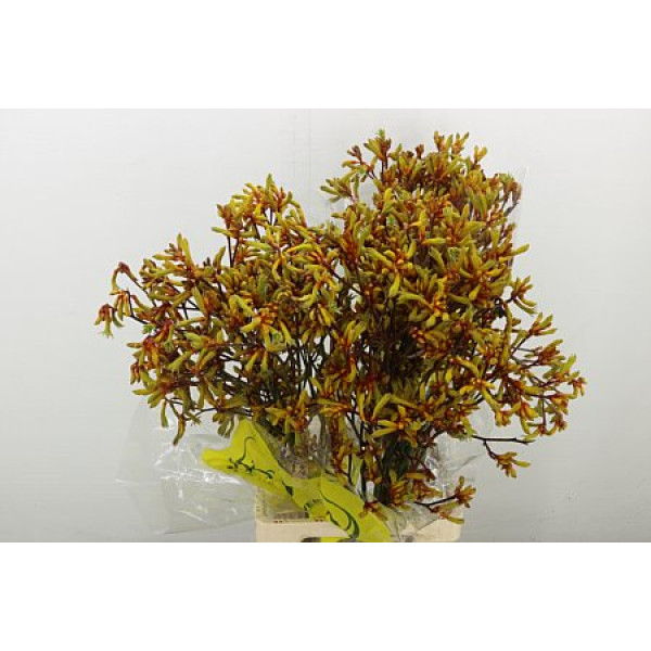 Anigoz Orange Velvet 90 cm A1