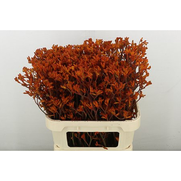 Anigoz Orange Velvet 80 cm A1